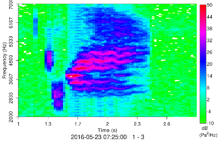 CSSS song spectrogram